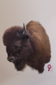 bisonte